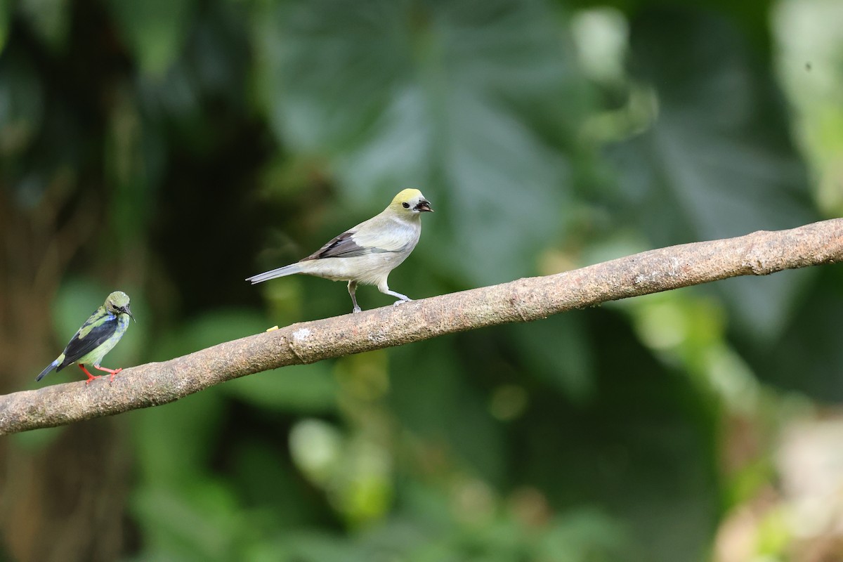 Palm Tanager - ML646758002