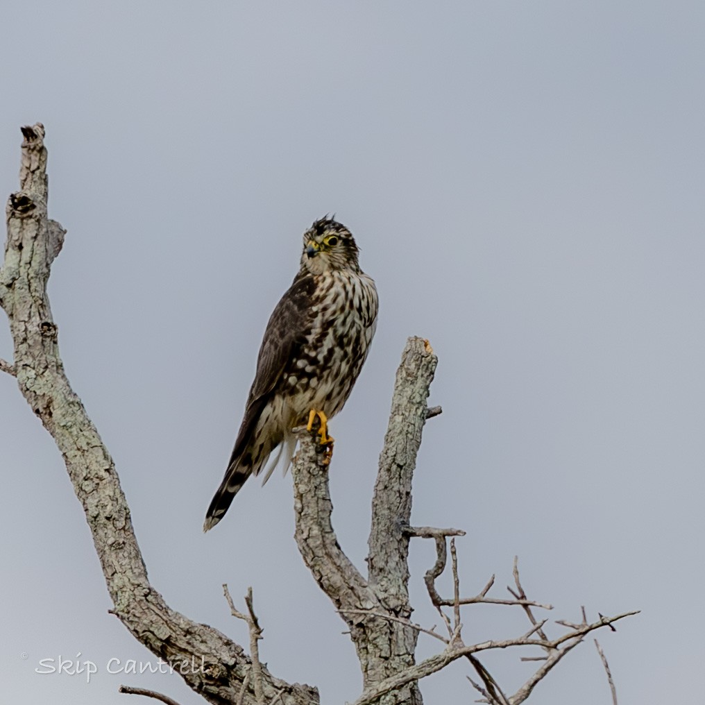 Merlin - ML646758003