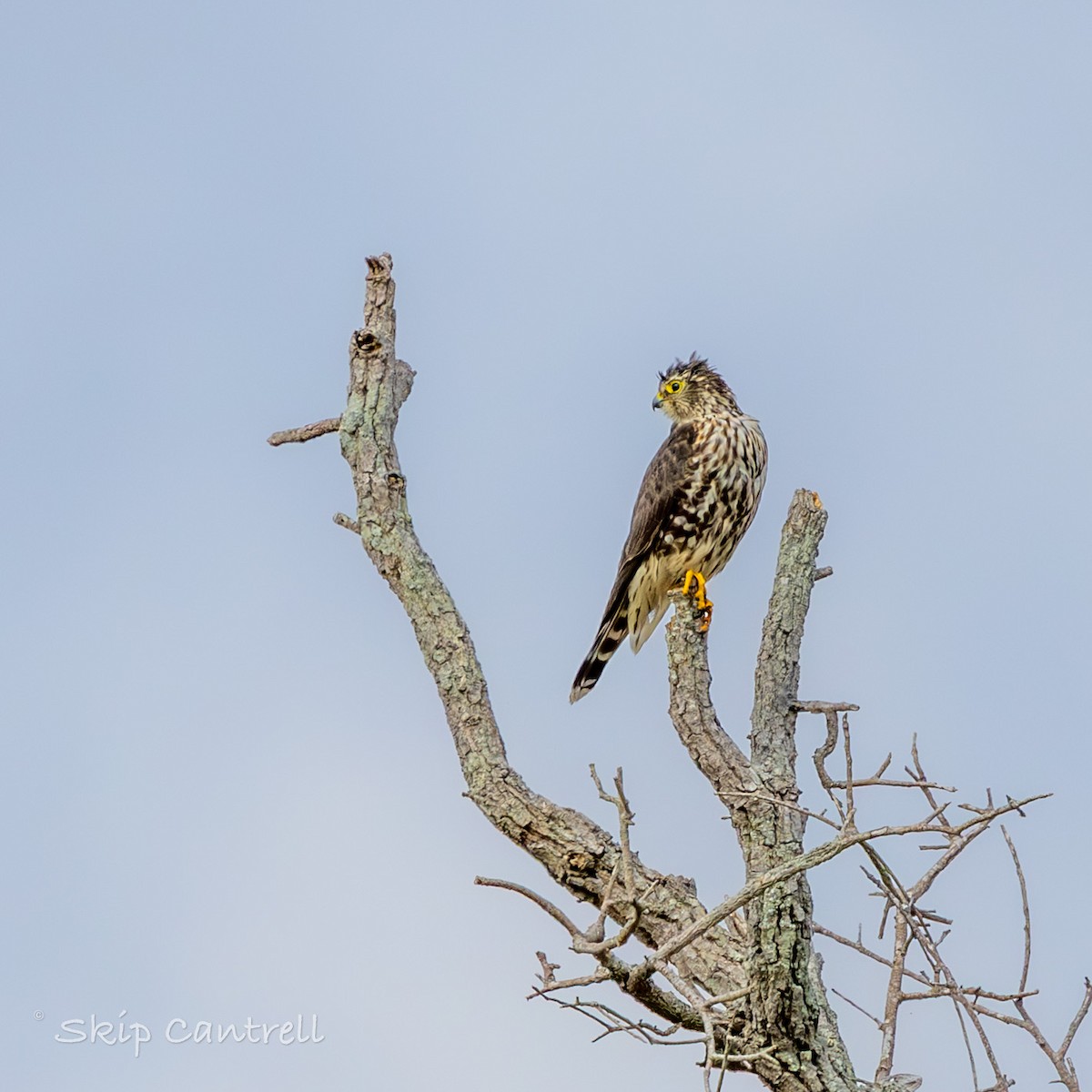 Merlin - ML646758004