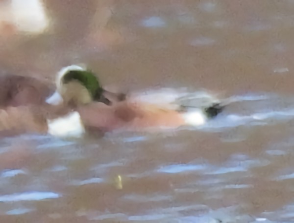 American Wigeon - ML646758006