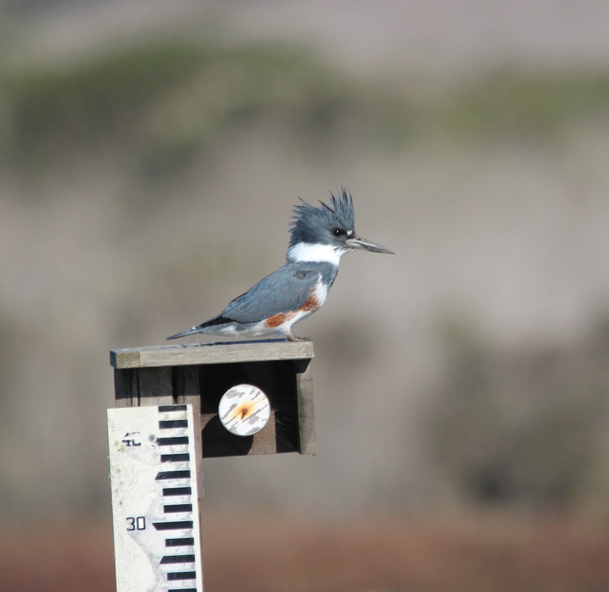 Belted Kingfisher - ML646758009