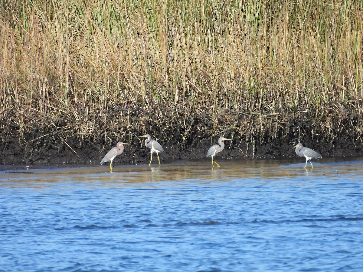 Tricolored Heron - ML646758011