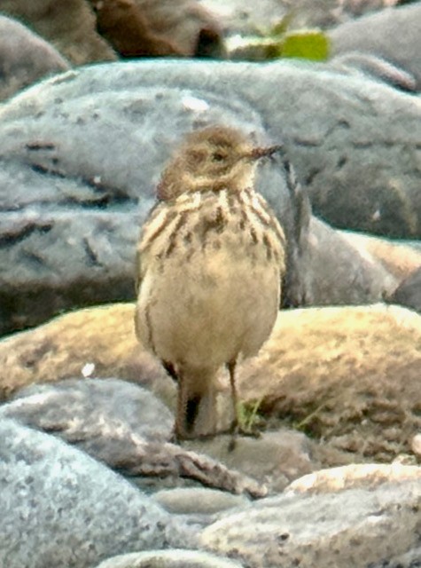 American Pipit - ML646758012