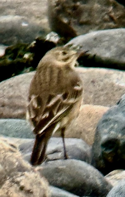 American Pipit - ML646758013