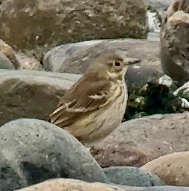American Pipit - ML646758014