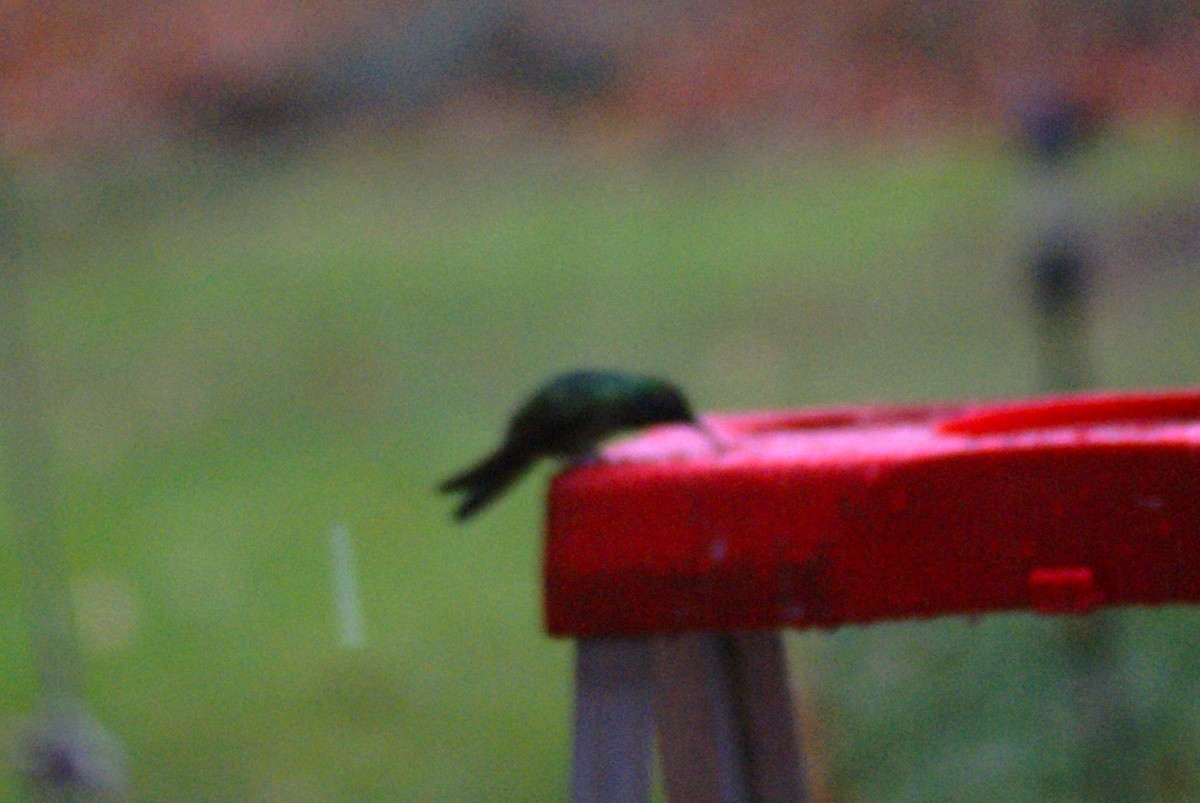 Mexican Violetear - ML646758016