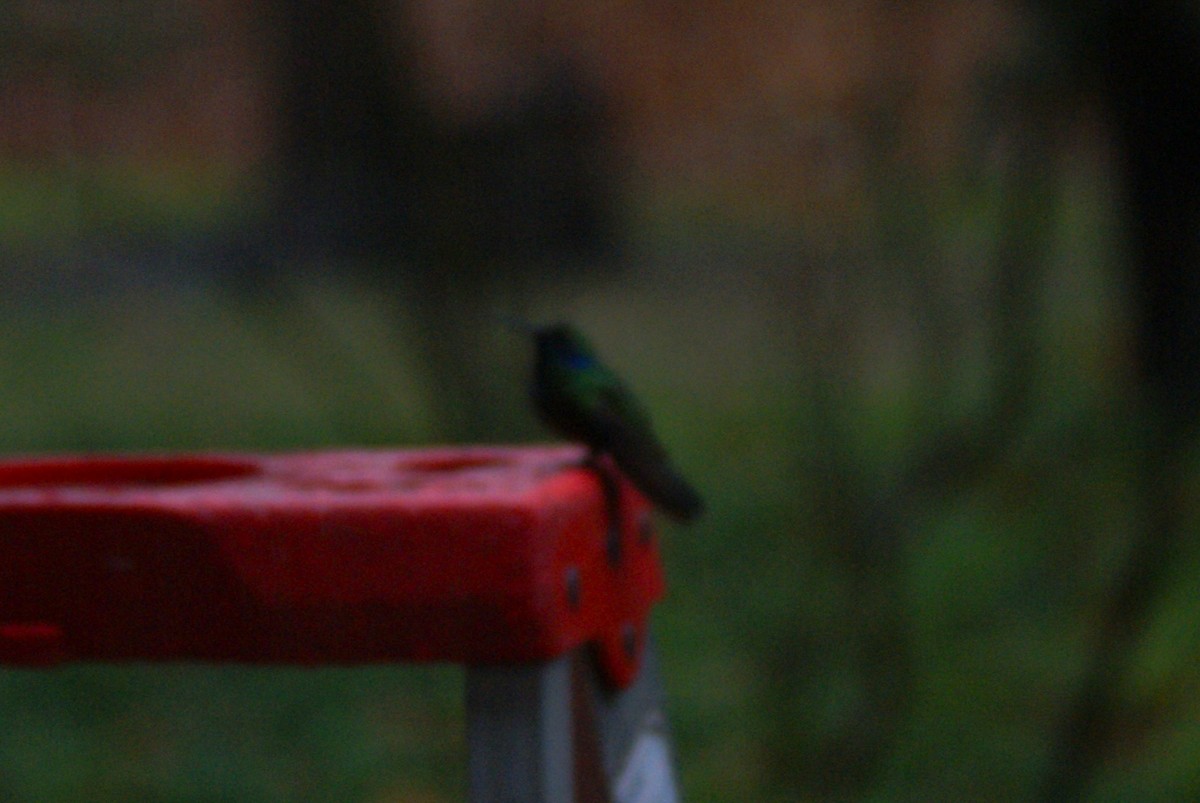 Mexican Violetear - ML646758017