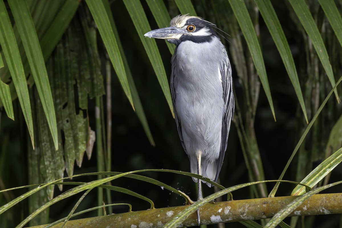 Yellow-crowned Night Heron - ML646758019