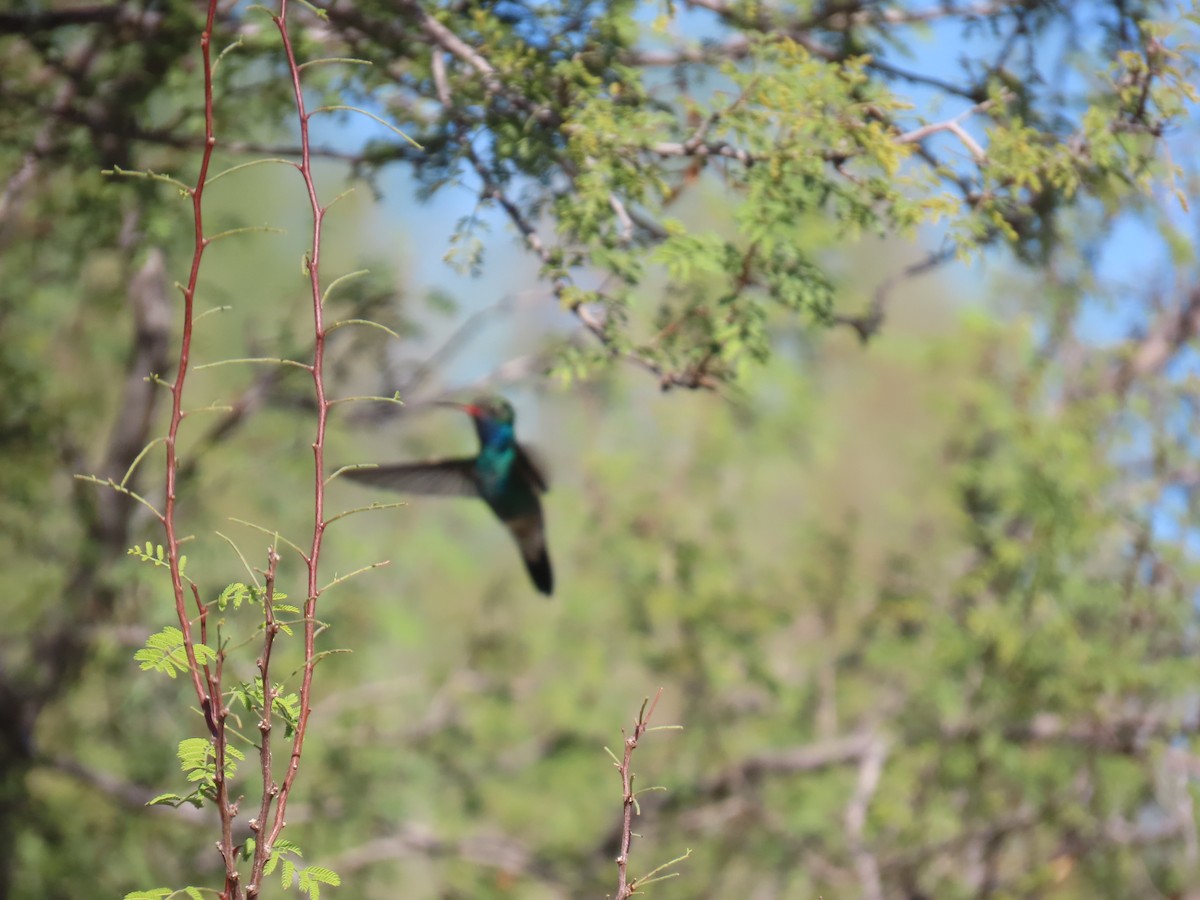 Broad-billed Hummingbird - ML646758021