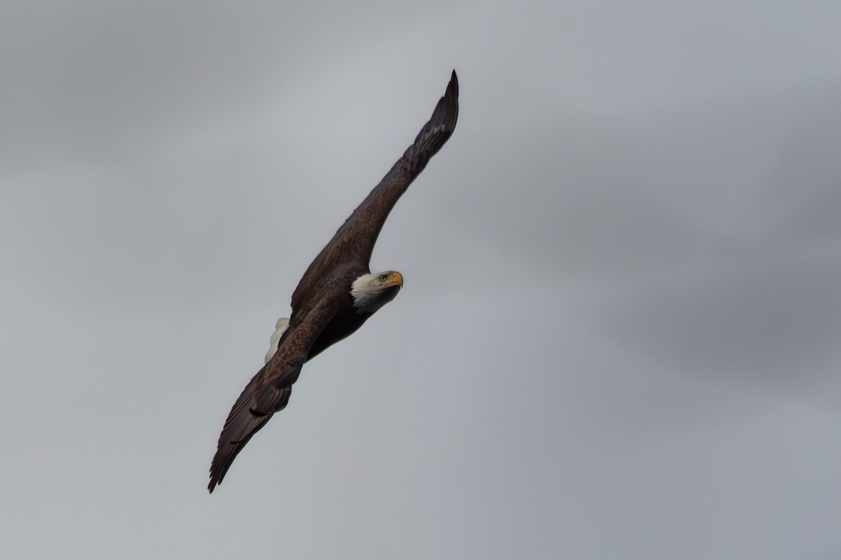 Bald Eagle - ML646758023
