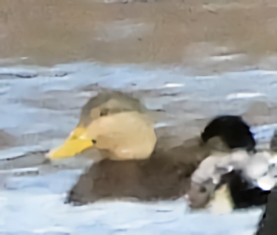 American Black Duck - ML646758024