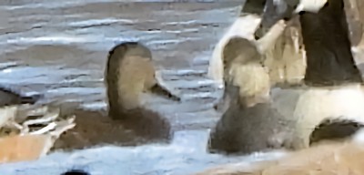 American Black Duck - ML646758025