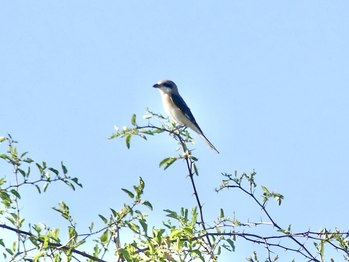 Lesser Gray Shrike - ML646758026