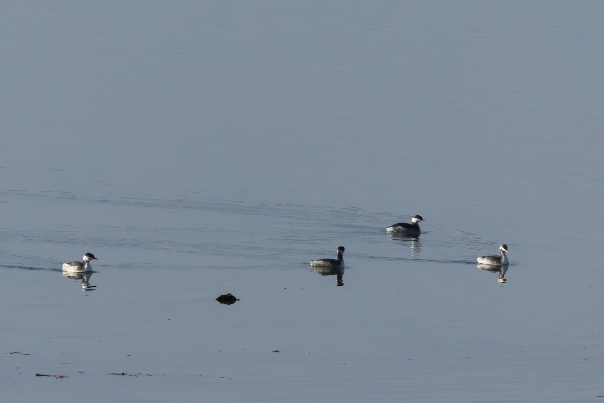 Horned Grebe - ML646758027