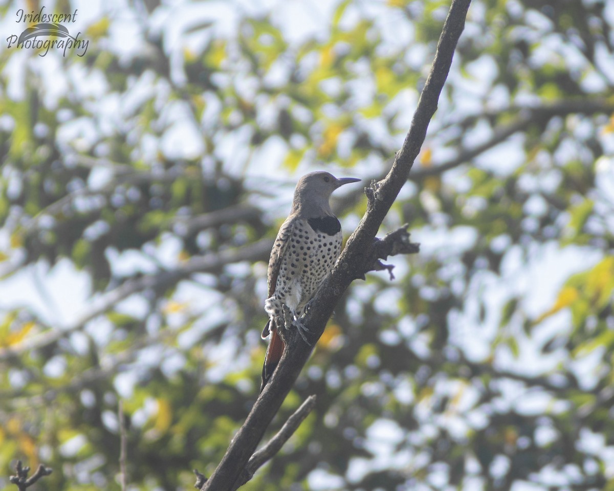 Northern Flicker - ML646758028