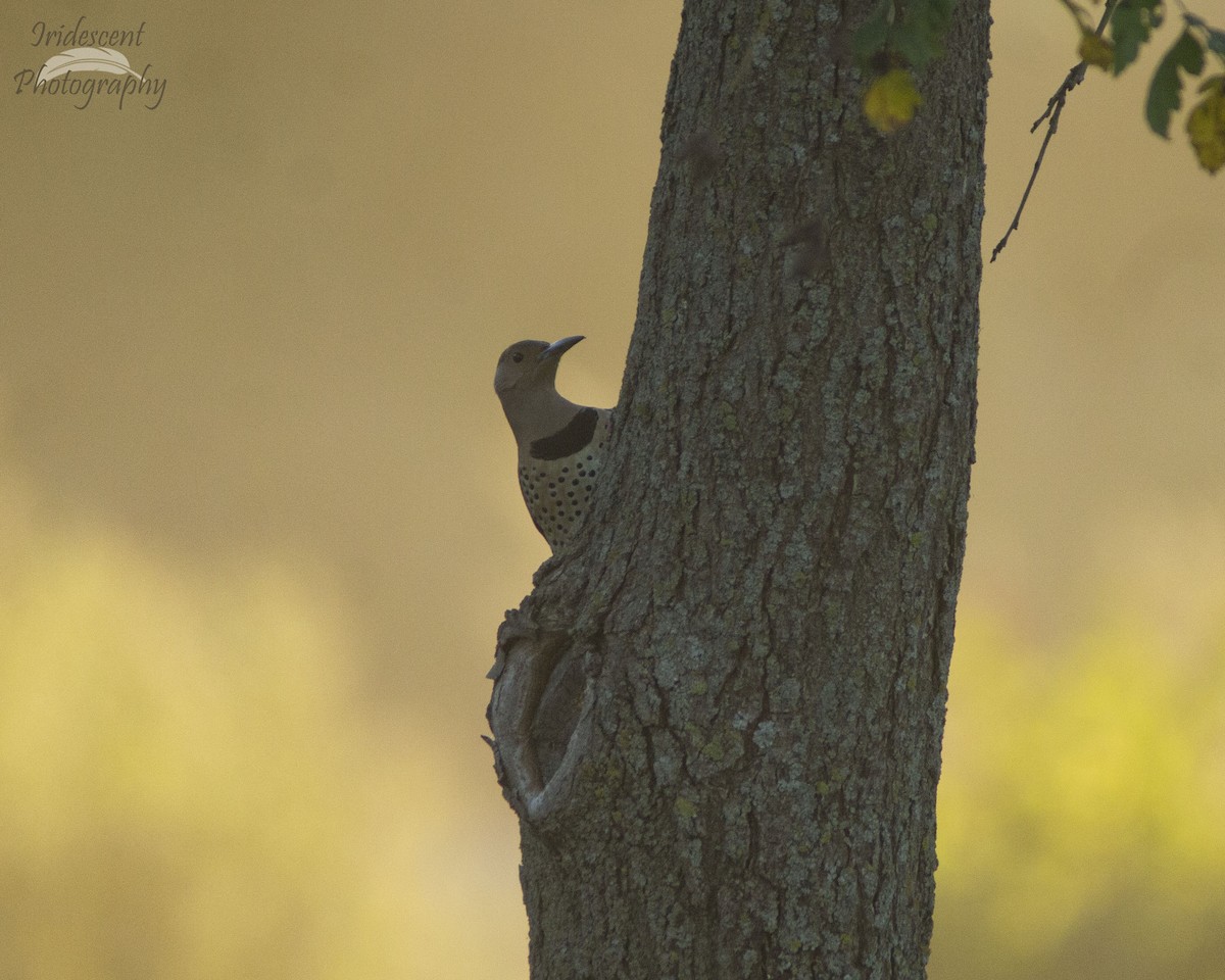 Northern Flicker - ML646758029