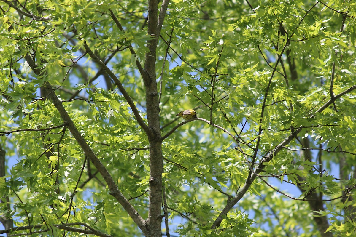 Scarlet Tanager - ML646758030