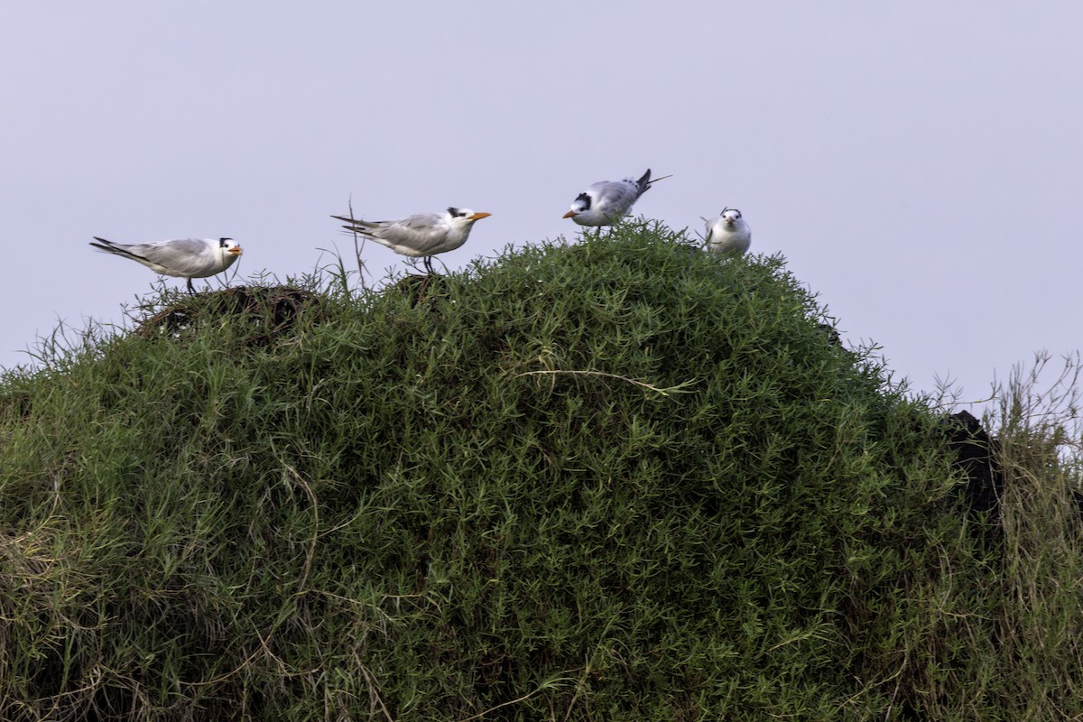 Royal Tern - ML646758031