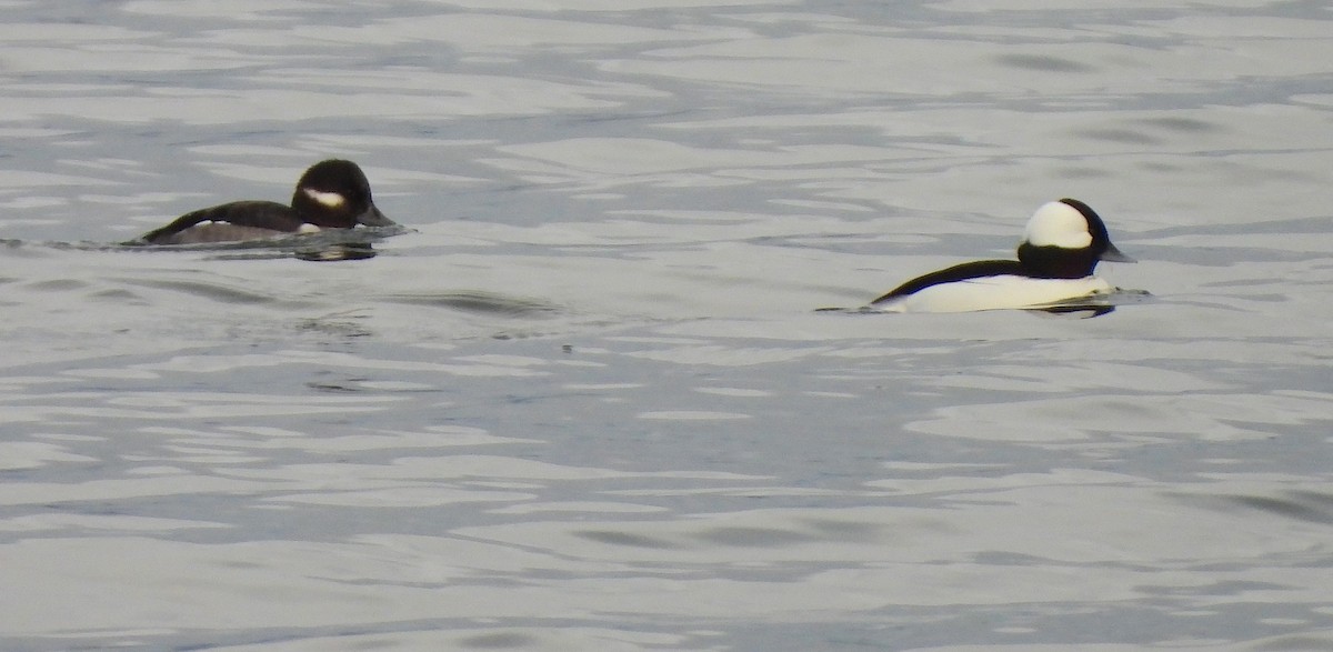 Porrón Albeola - ML646758033