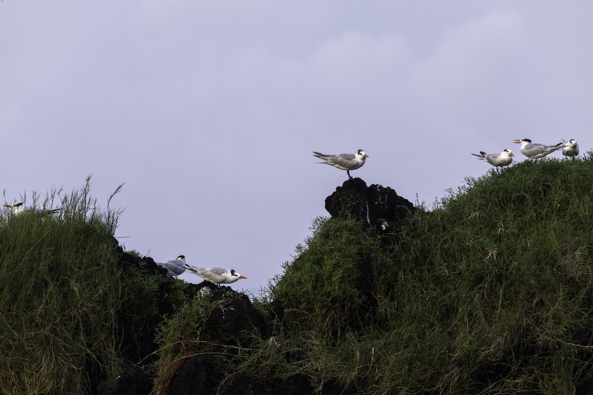 Royal Tern - ML646758034