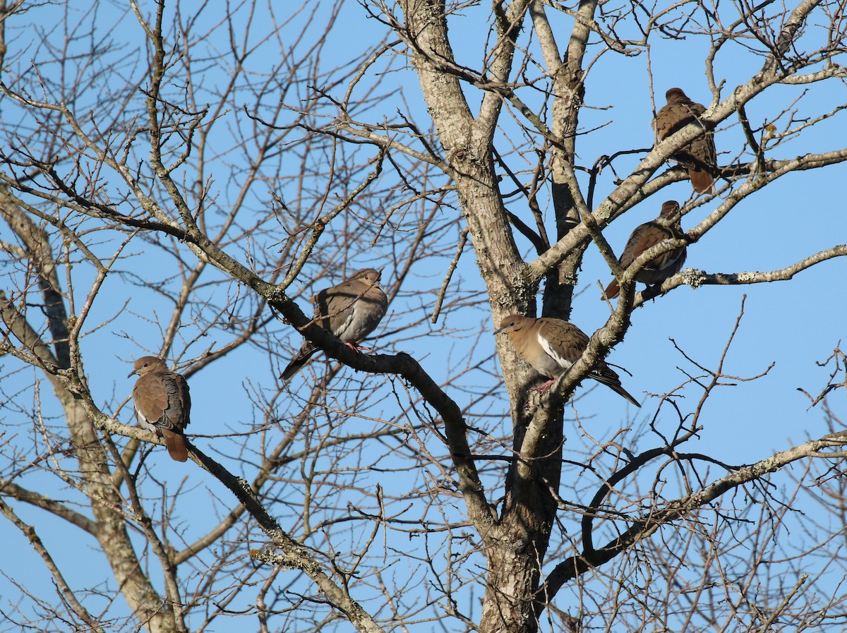 White-winged Dove - ML646758035