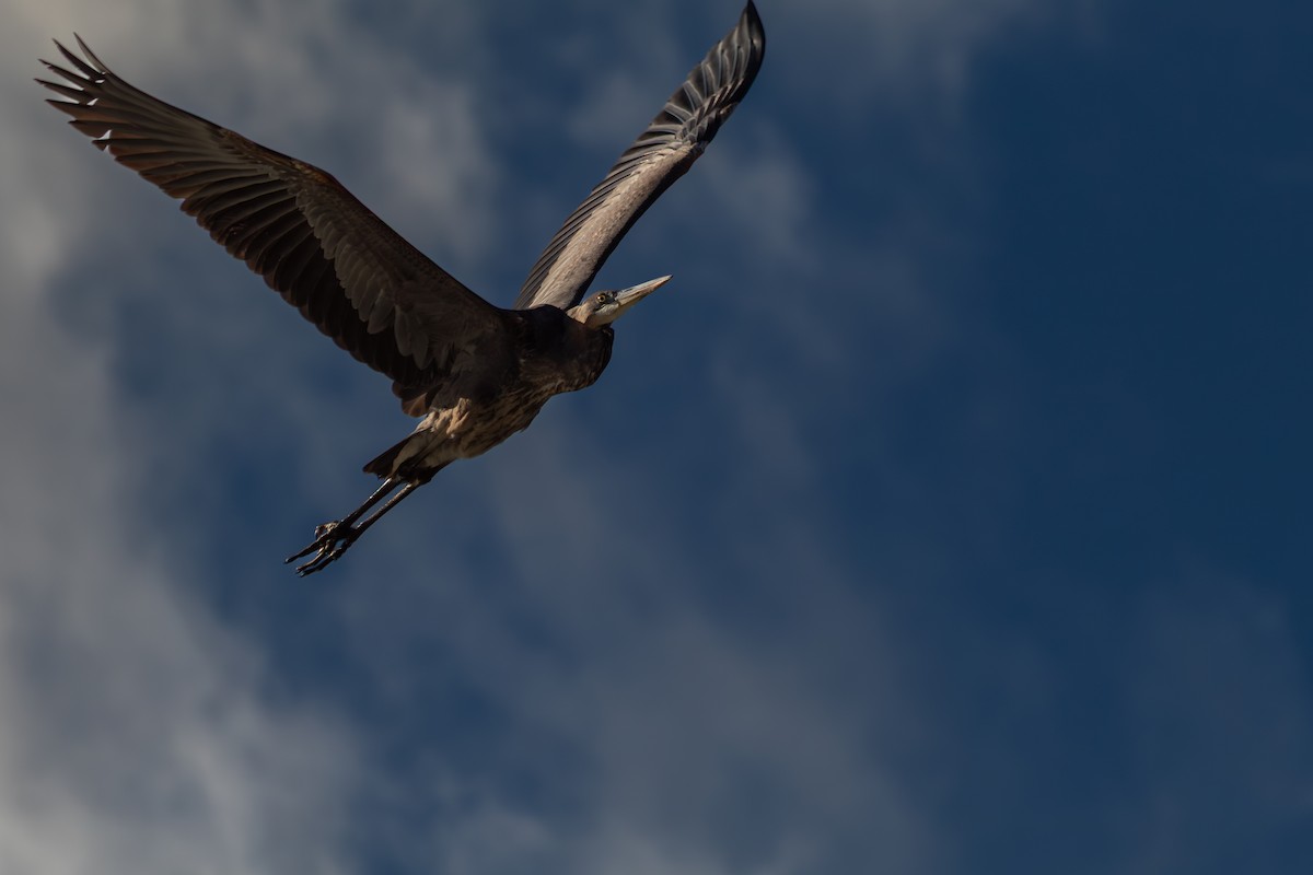 Great Blue Heron (Great Blue) - ML646758036