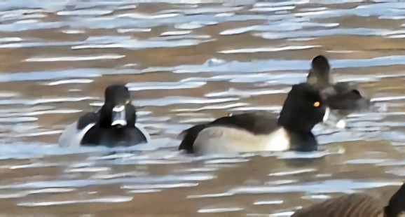 צולל צווארון - ML646758037