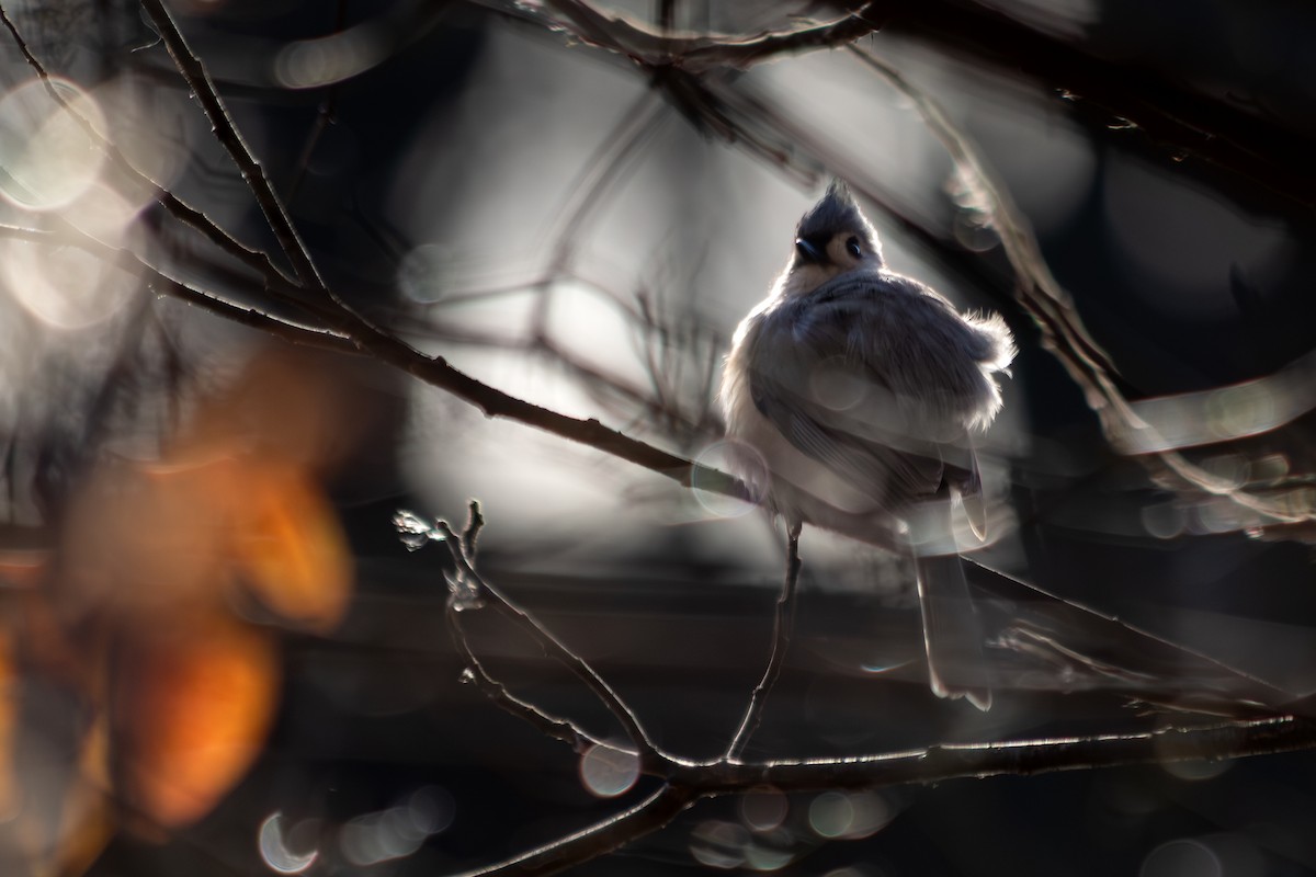 Tufted Titmouse - ML646758038