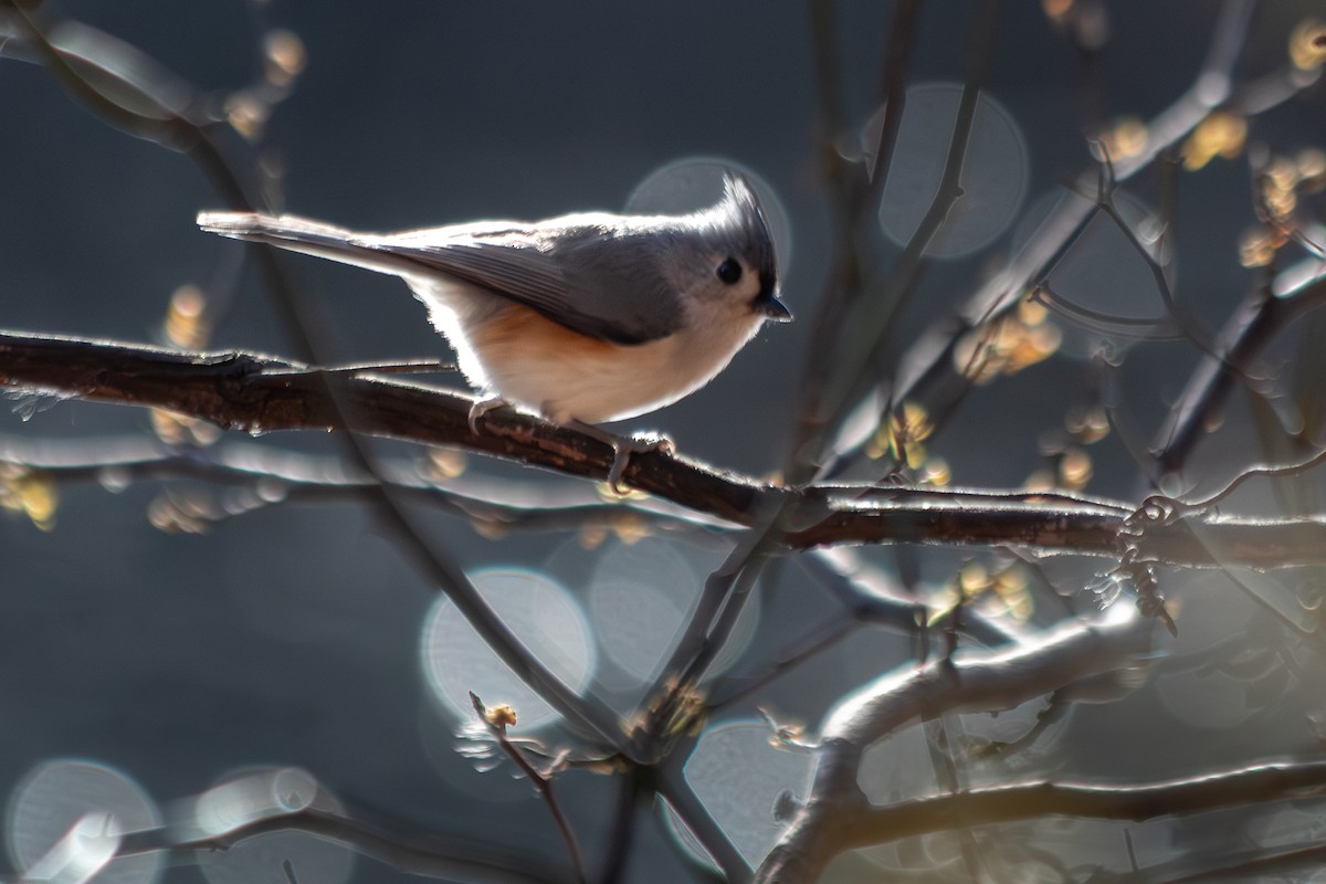 Tufted Titmouse - ML646758039