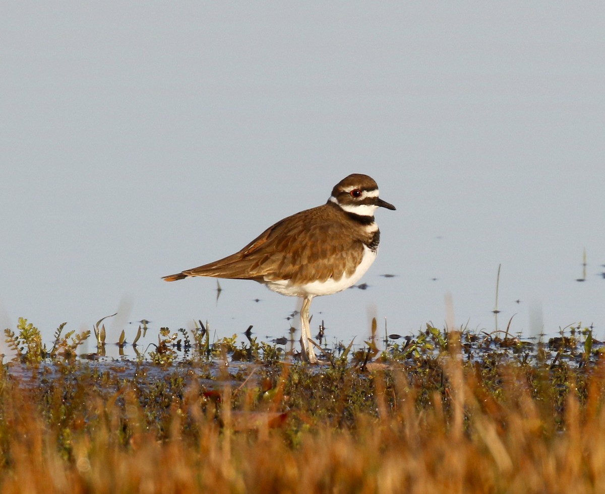 Killdeer - ML646758041