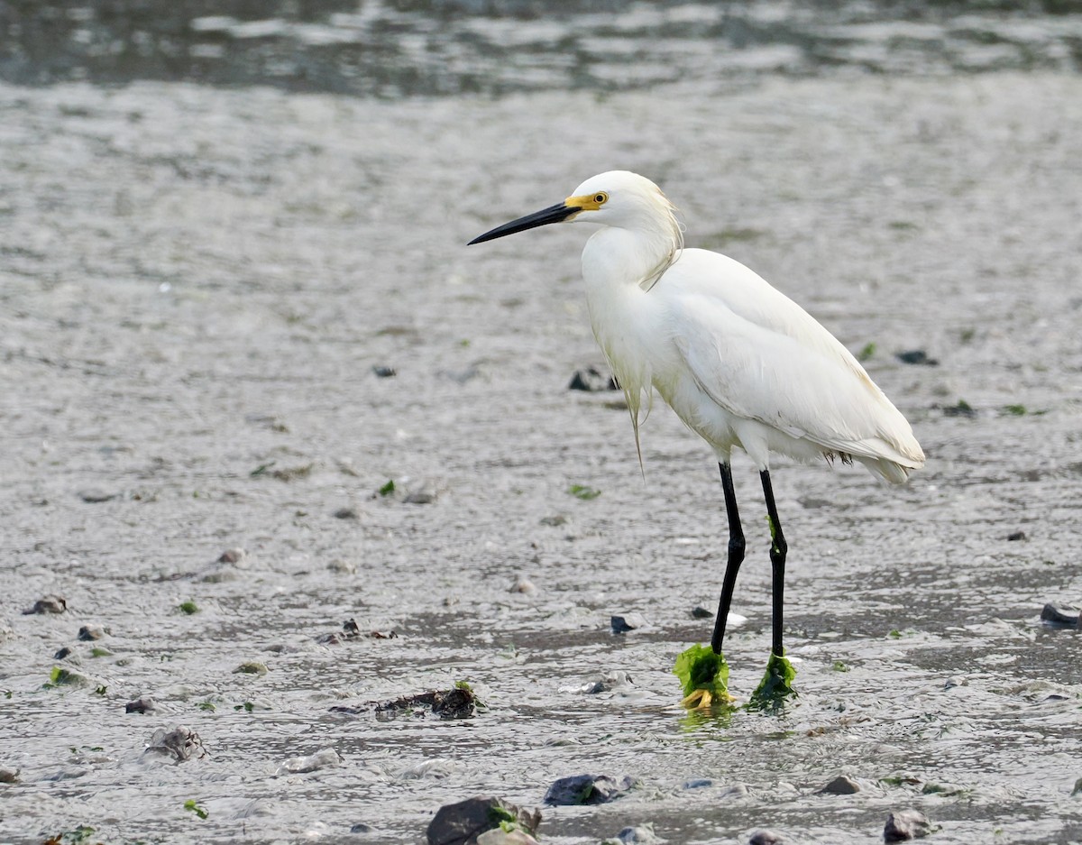 ユキコサギ - ML646758044