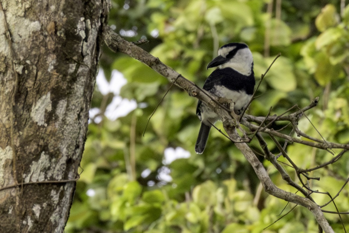 White-necked Puffbird - ML646758045