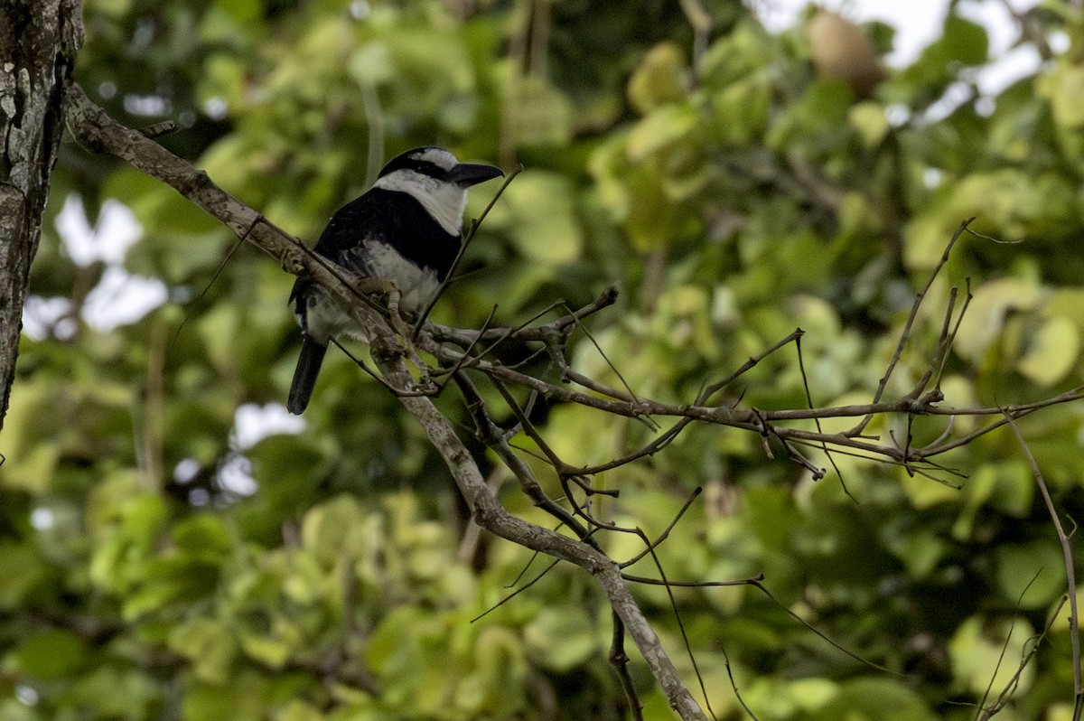 White-necked Puffbird - ML646758046