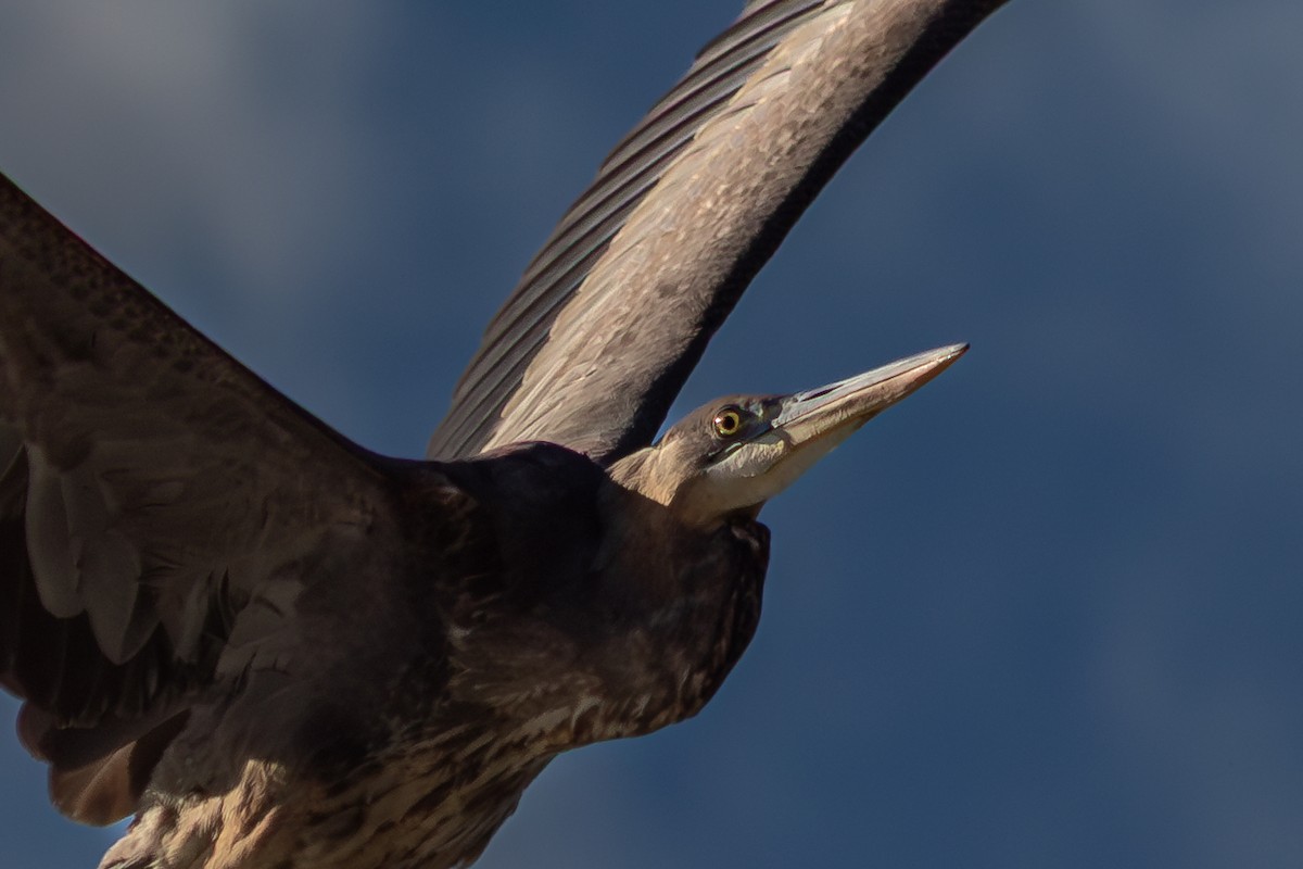 Great Blue Heron (Great Blue) - ML646758047