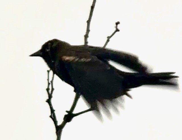 vlhovec červenokřídlý (ssp. californicus/mailliardorum) - ML646758048