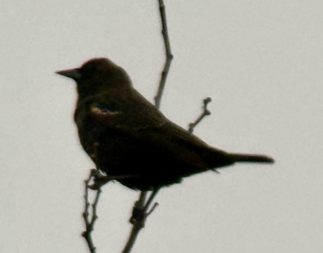 vlhovec červenokřídlý (ssp. californicus/mailliardorum) - ML646758049