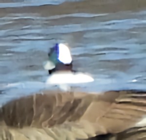 עבראש לבנוני - ML646758050