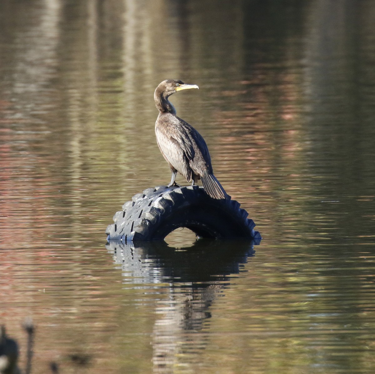 totoppskarv - ML646758054