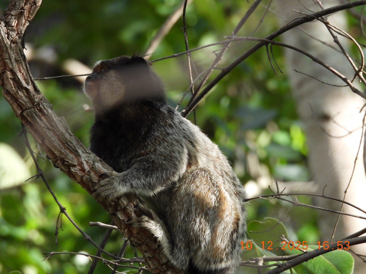 Uistitì dai pennacchi neri - ML646758056