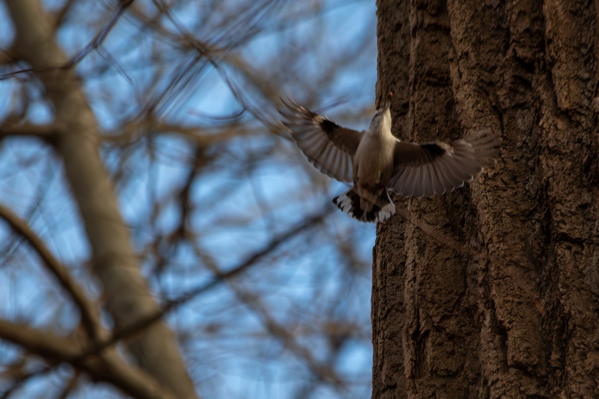 White-breasted Nuthatch (Eastern) - ML646758057