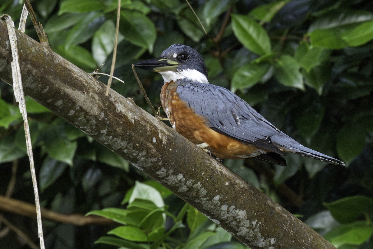 Ringed Kingfisher - ML646758059