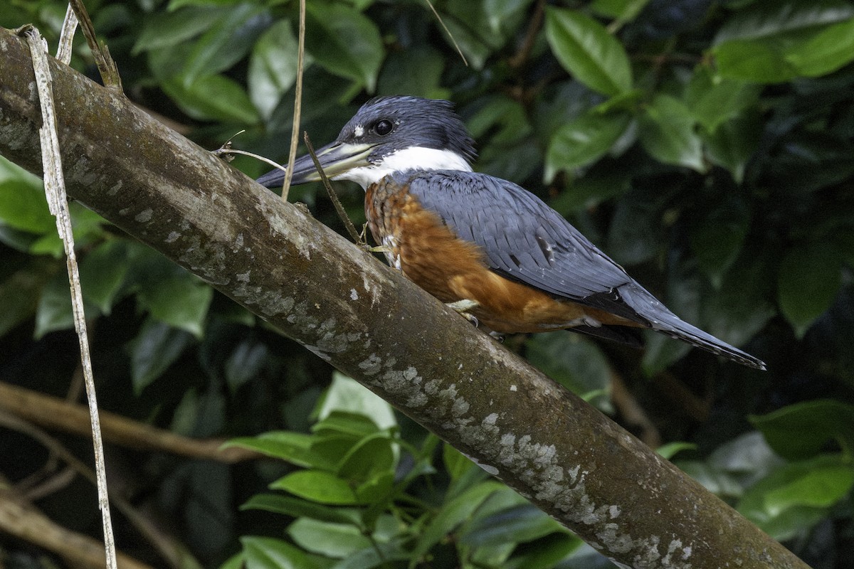 Ringed Kingfisher - ML646758060