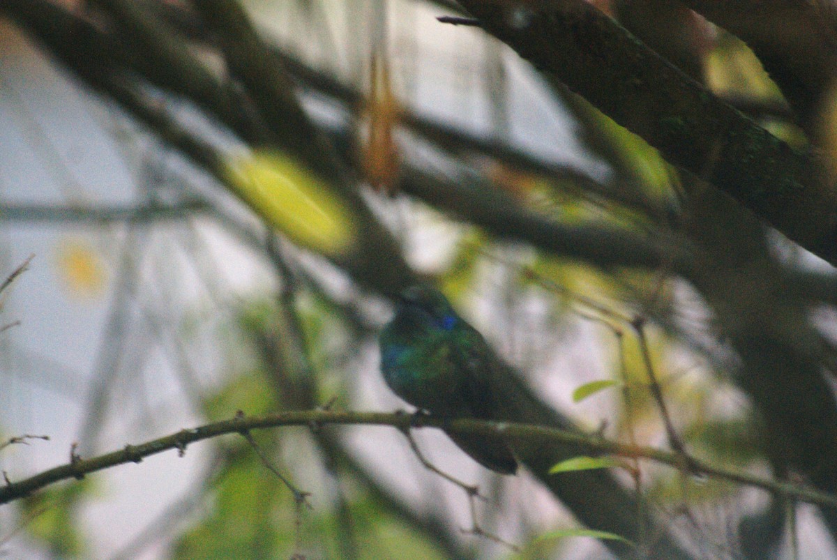 Mexican Violetear - ML646758061