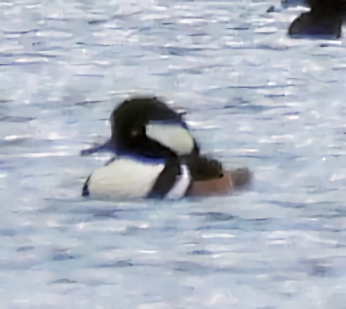 מרגון מקושט - ML646758062