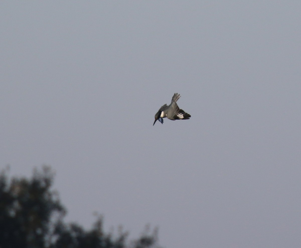 Belted Kingfisher - ML646758063