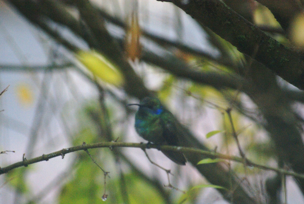 Mexican Violetear - ML646758064