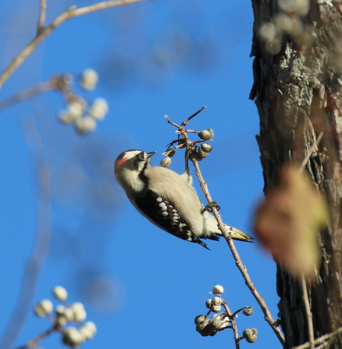 Downy Woodpecker - ML646758066