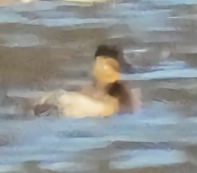 Ruddy Duck - ML646758067