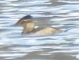 Ruddy Duck - ML646758068