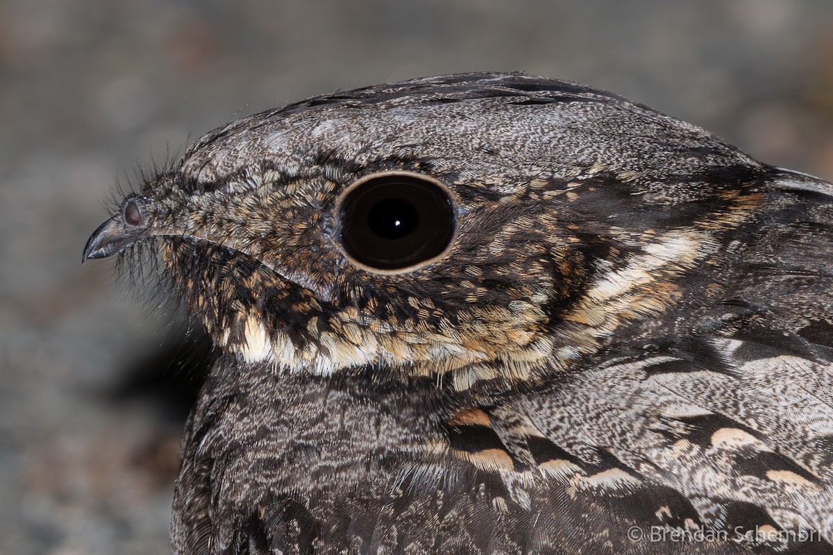 White-throated Nightjar - ML646758069